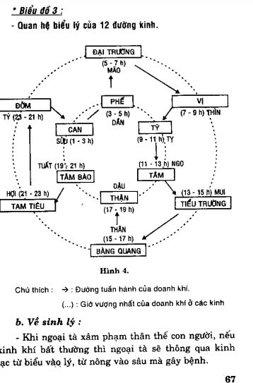 Châm Cứu Chữa Bệnh – Gs.Bs Nguyễn Tài Thu - Hình ảnh 2